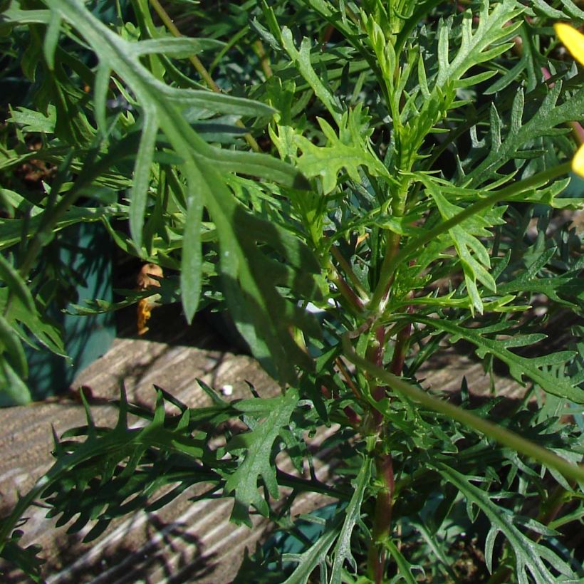 Euryops pectinatus (Foliage)