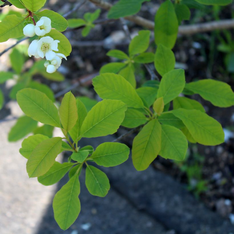 Exochorda racemosa Magical Springtime (Foliage)