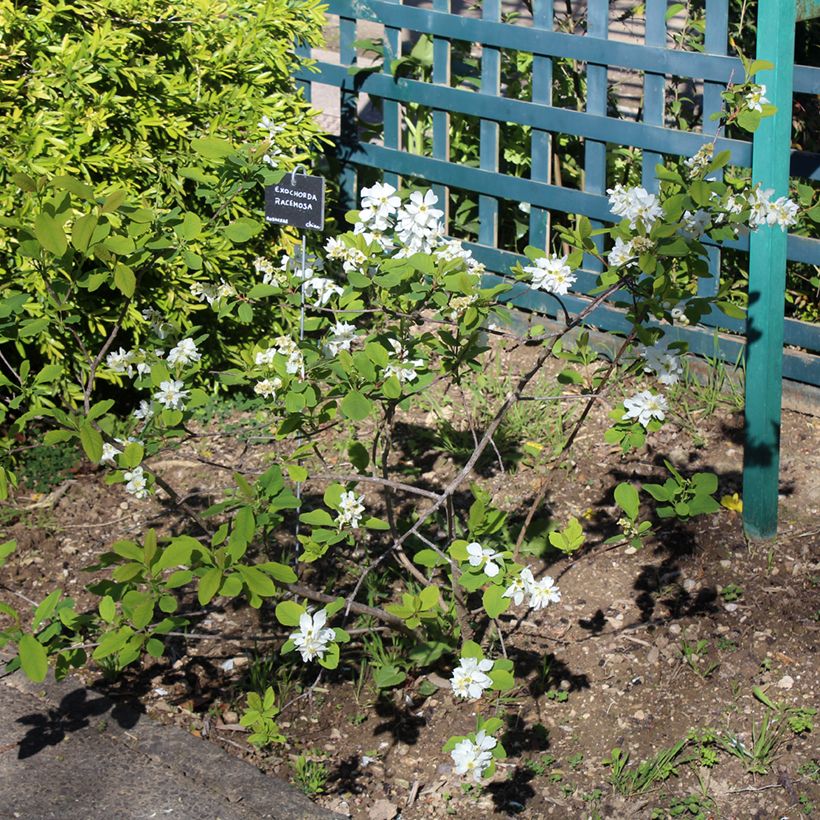 Exochorda racemosa Magical Springtime (Plant habit)