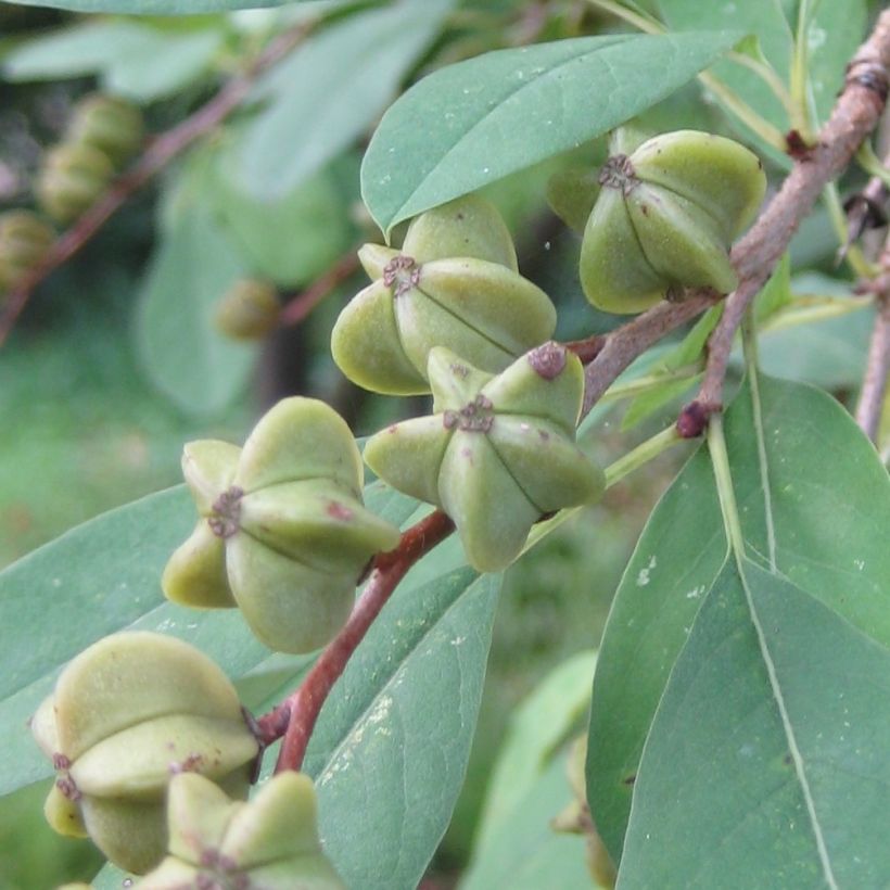 Exochorda racemosa Niagara (Harvest)