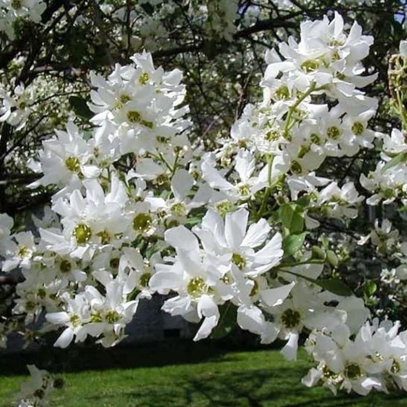 Exochorda serratifolia Snow White (Flowering)
