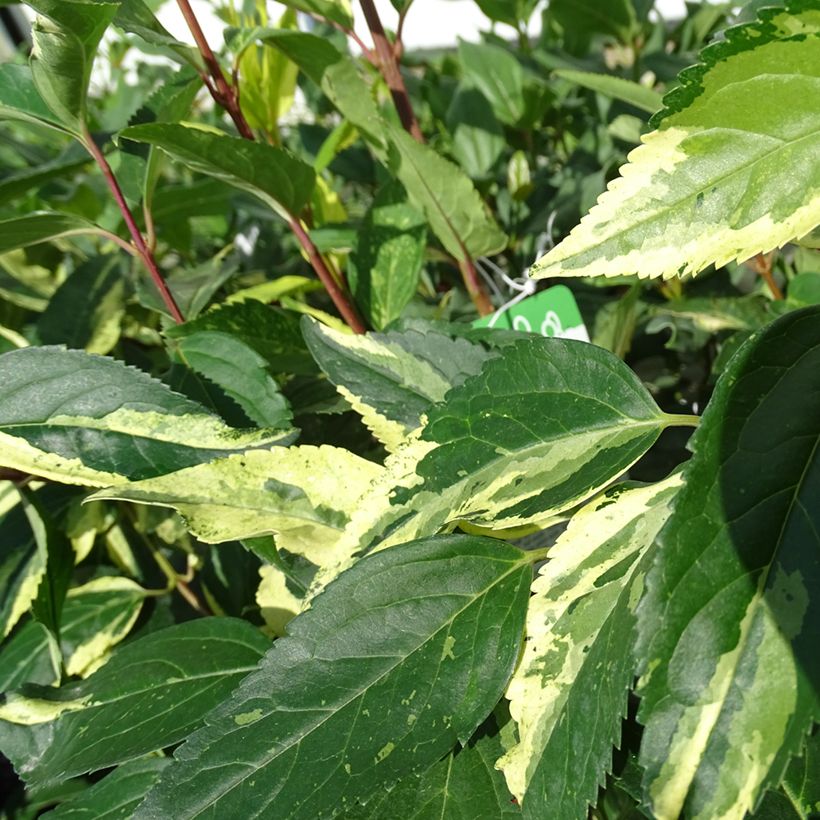 Forsythia intermedia Variegata (Foliage)