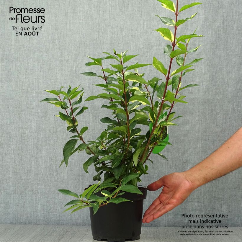 Forsythia intermedia Variegata 3L/4L pot sample as delivered in summer