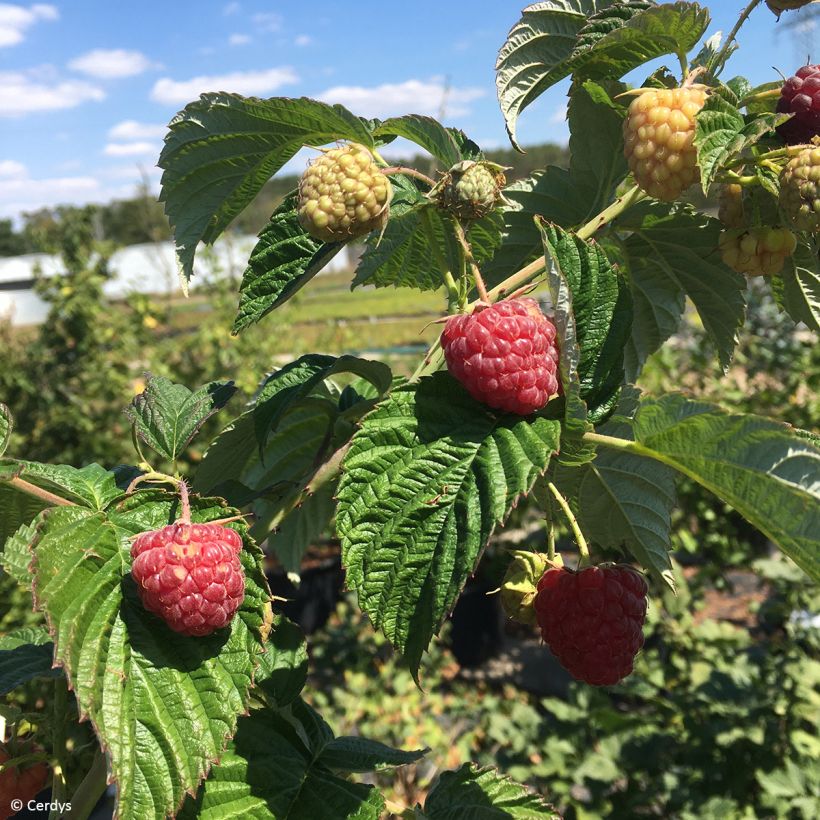 Raspberry Autumn Fleshy - Rubus idaeus (Harvest)