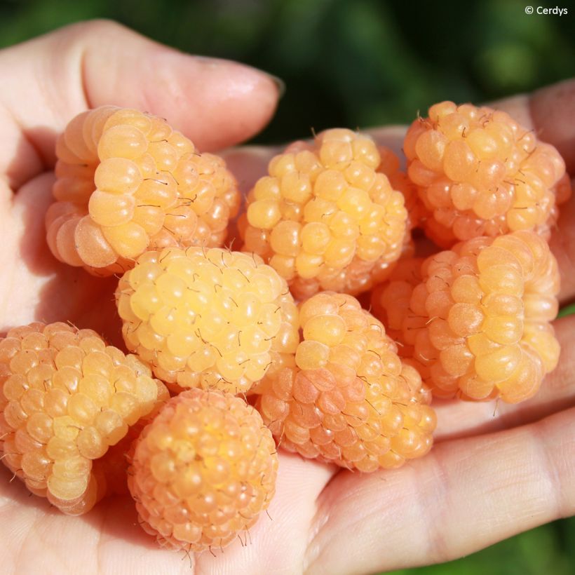 Raspberry Golddigger - Rubus idaeus (Harvest)