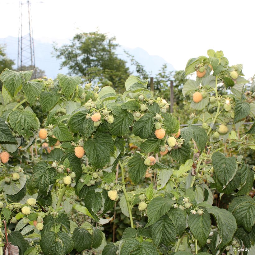 Raspberry Golddigger - Rubus idaeus (Plant habit)