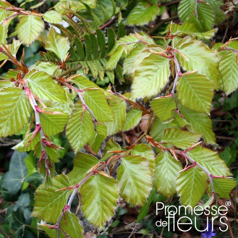 Fagus sylvatica - Beech (Foliage)