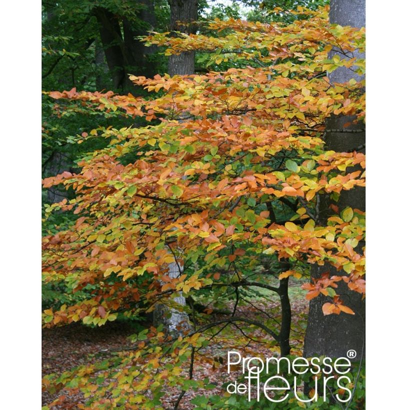 Fagus sylvatica - Beech (Plant habit)