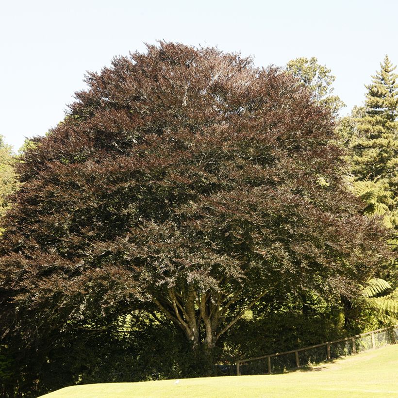 Fagus sylvatica Atropunicea (Plant habit)