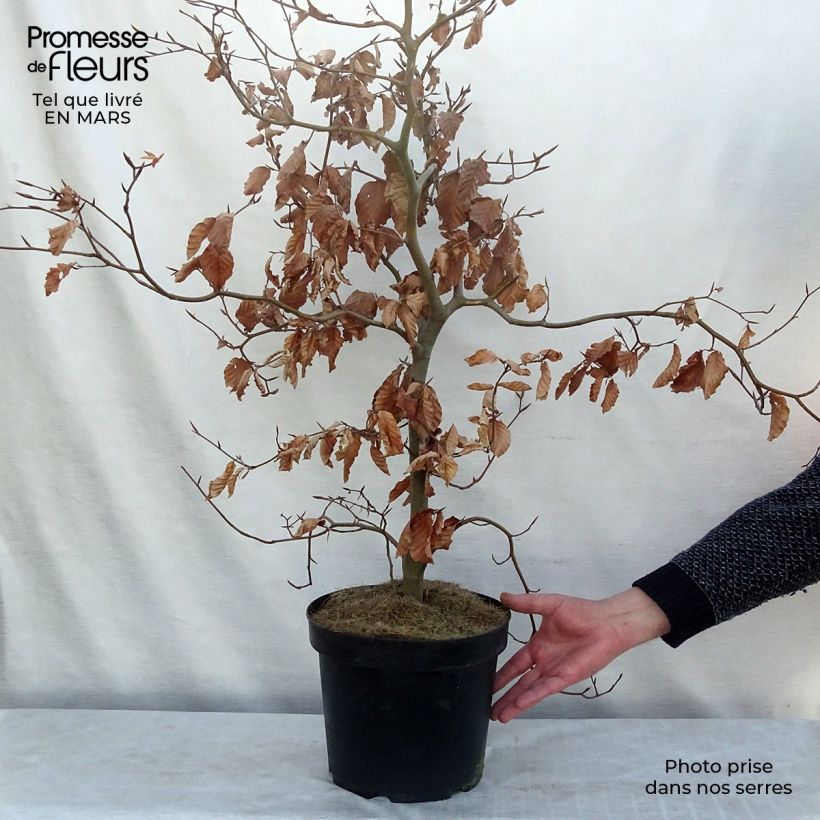 Fagus sylvatica Atropurpurea 80cm en pot de 5L - Hêtre pourpre sample as delivered in winter