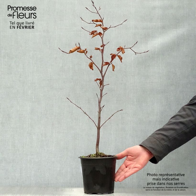 Fagus sylvatica Atropurpurea - Hêtre pourpre en pot de 2L/3L 40/60 sample as delivered in winter