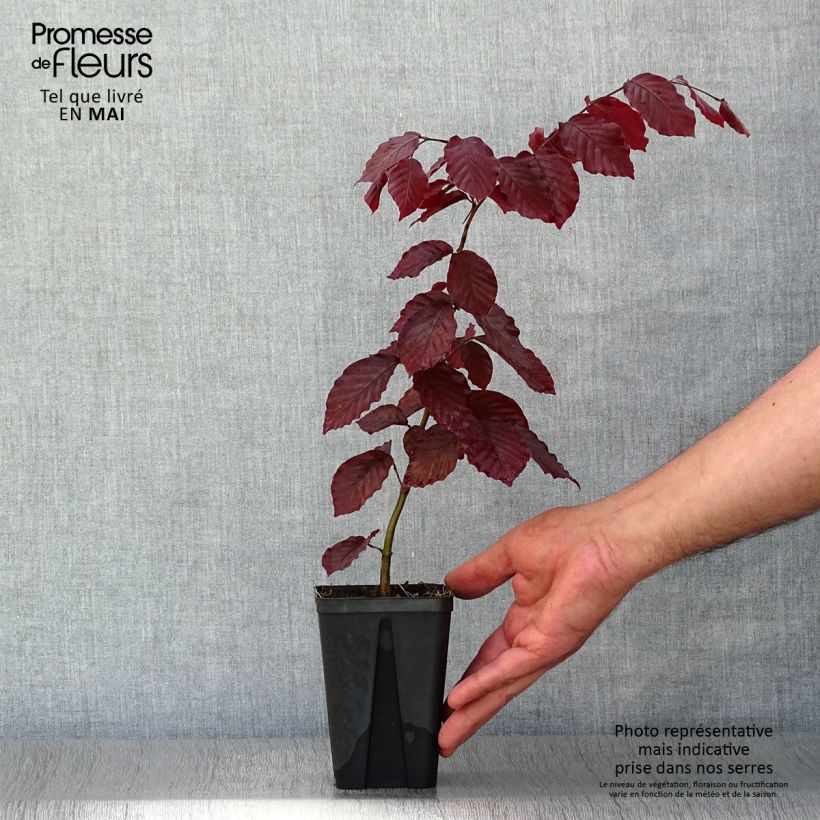 Fagus sylvatica Atropurpurea - Beech 8/9 cm potShipped height around 10/15cm sample as delivered in spring