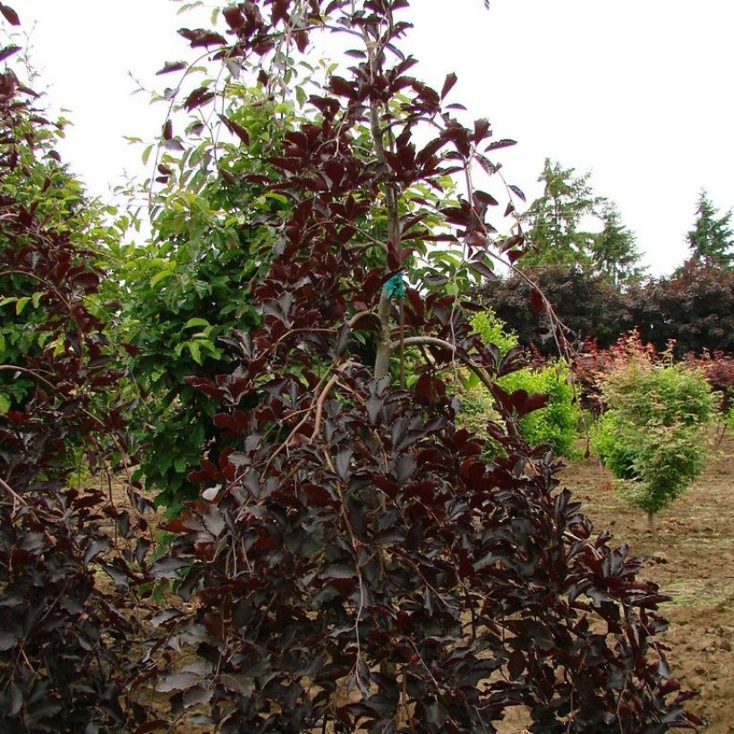 Fagus sylvatica Purpurea Pendula - Beech (Plant habit)
