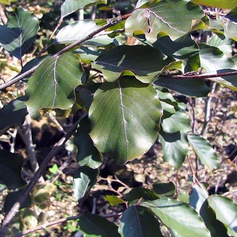 Fagus sylvatica Riversii - Beech (Foliage)