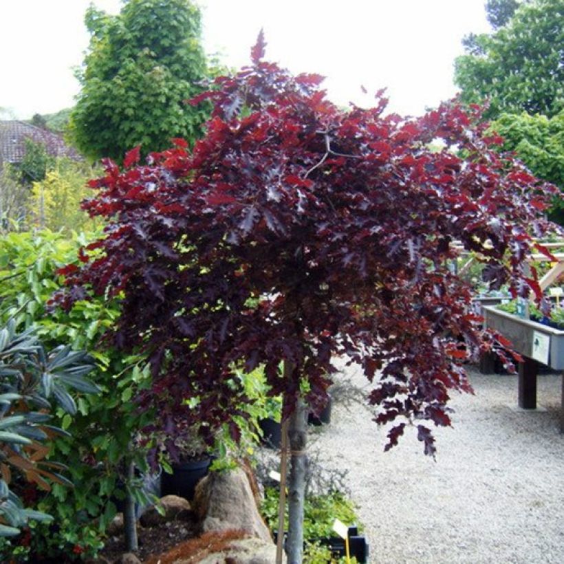 Fagus sylvatica Rohan Weeping - Beech (Plant habit)