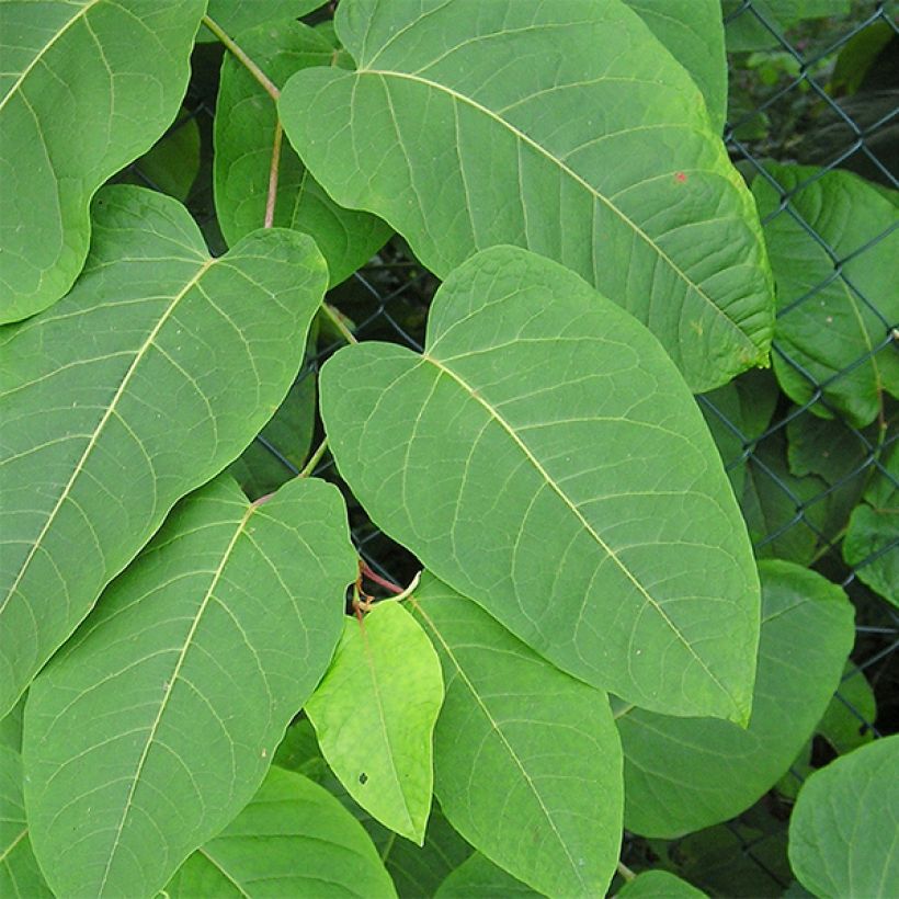 Fallopia sachalinensis (Foliage)