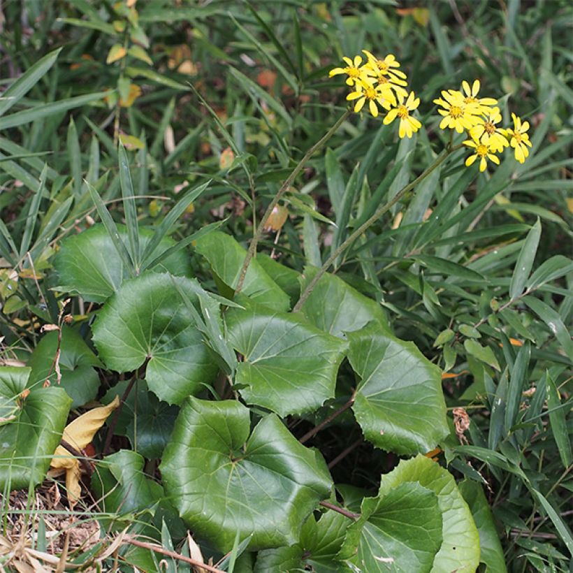 Farfugium japonicum (Plant habit)