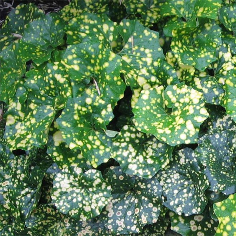 Farfugium japonicum Aureomaculatum (Foliage)