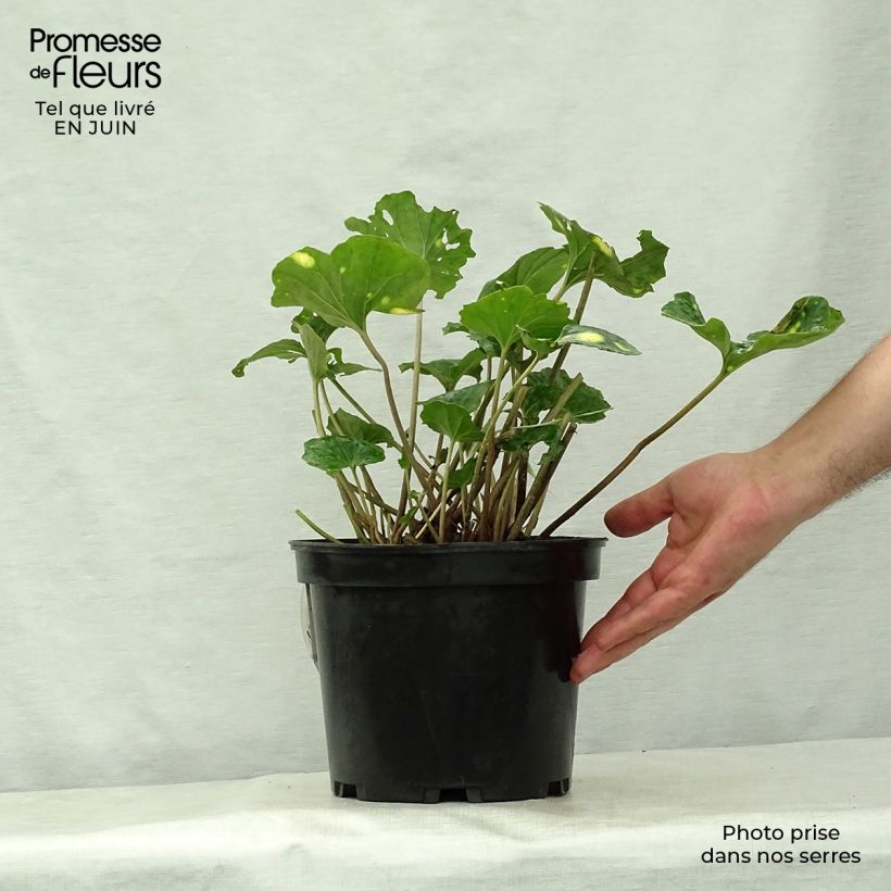 Farfugium japonicum Aureomaculatum 3L/4L pot sample as delivered in summer