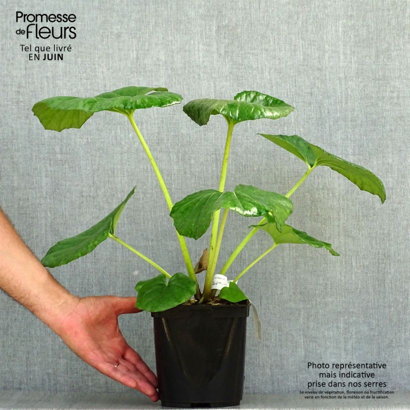 Farfugium japonicum Gigantea 3L/4L pot sample as delivered in summer