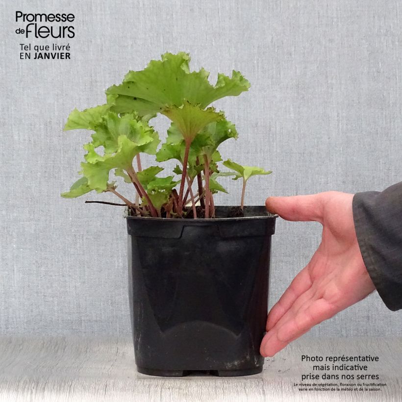 Farfugium japonicum Wavy Gravy - Plante panthère Pot de 2L/3L sample as delivered in winter