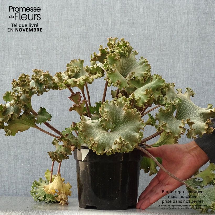 Farfugium japonicum Wavy Gravy - Plante panthère Pot de 2L/3L sample as delivered in autumn