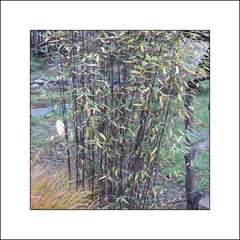 Fargesia Black Dragon - Fountain Bamboo (Plant habit)