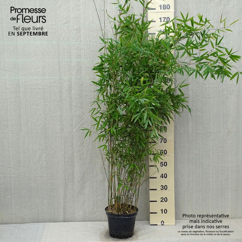 Fargesia Winter Joy 125/150cm en pot de 7.5L - Bambou non traçant  sample as delivered in autumn