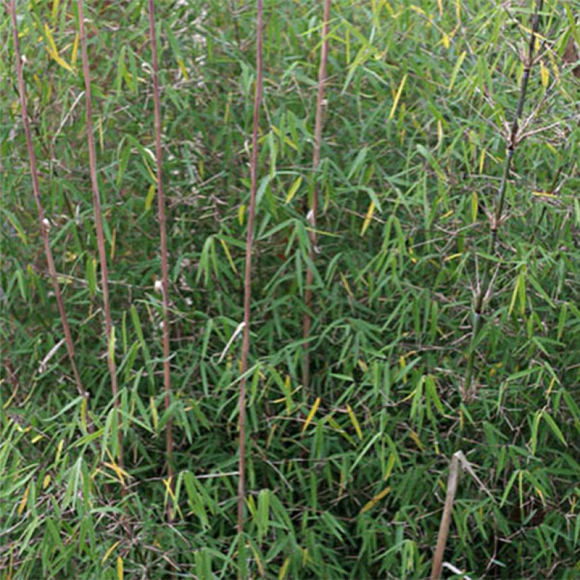 Fargesia angustissima (Foliage)