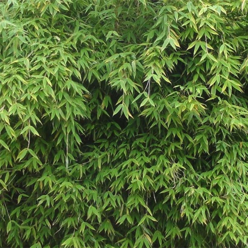 Fargesia murielae Dino - Non-running bamboo (Foliage)