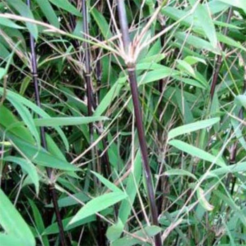 Fargesia nitida Black Pearl (Foliage)