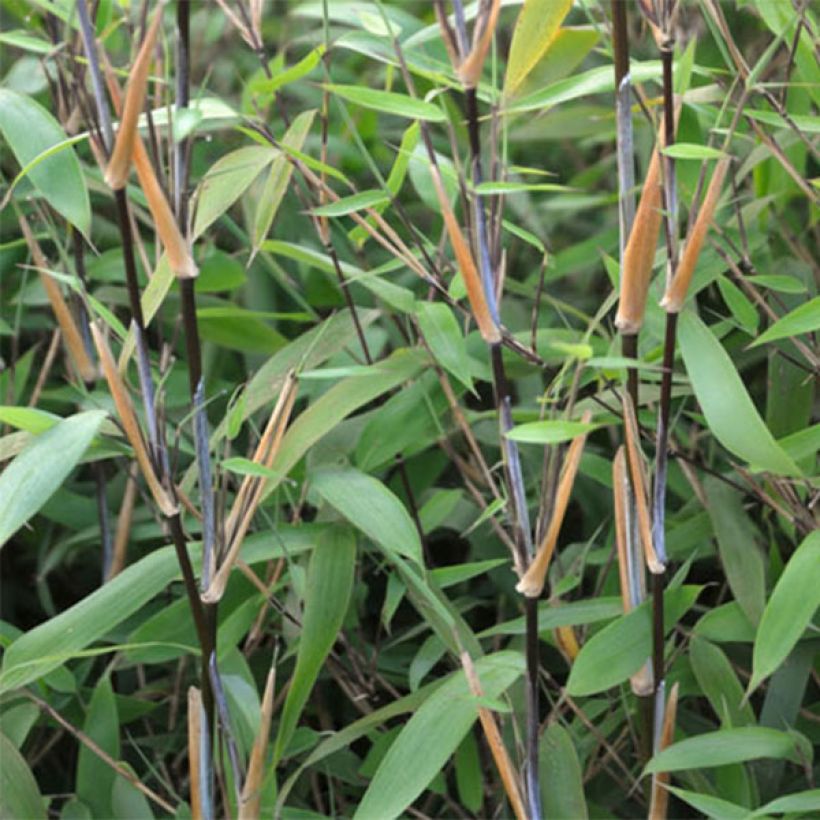 Fargesia nitida Great Wall (Foliage)