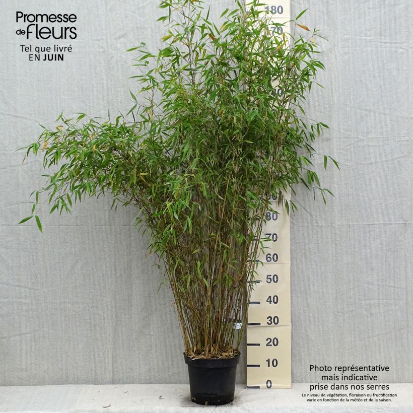 Fargesia nitida Great Wall - Bambou non traçant Pot de 7,5L/10L sample as delivered in autumn