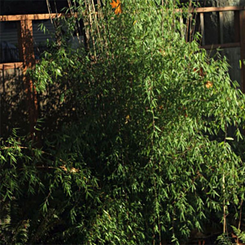 Fargesia nitida Jiu - Non-running Bamboo (Foliage)