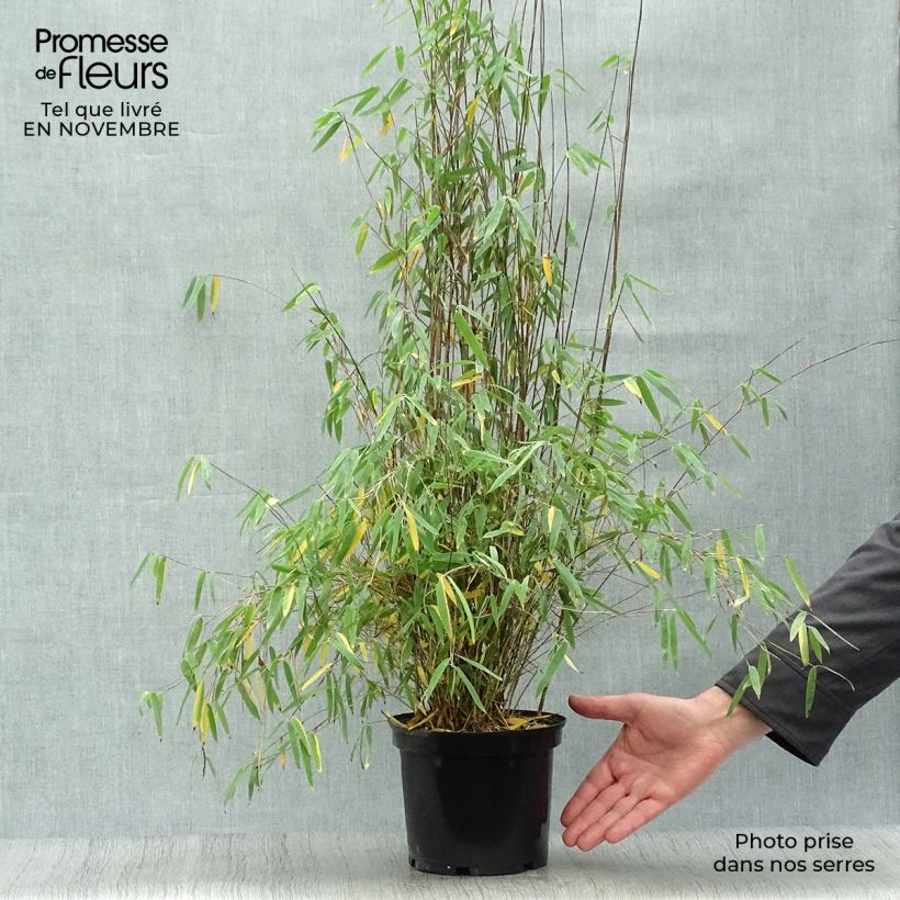 Fargesia nitida Jiu - Non-running Bamboo 2L/3L pot sample as delivered in autumn