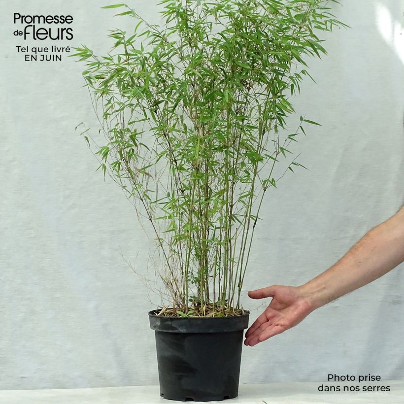 Fargesia nitida Jiu - Non-running Bamboo 7.5L/10L pot sample as delivered in summer