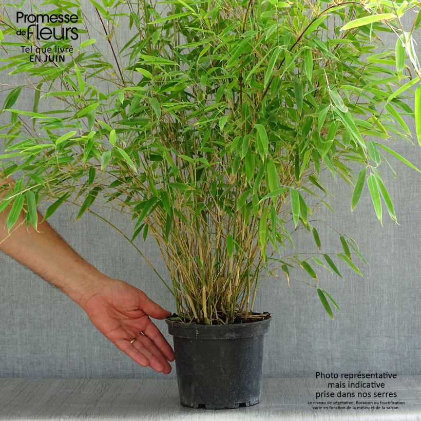 Fargesia nitida Obelisk - Non-running Bamboo 2L/3L pot sample as delivered in summer