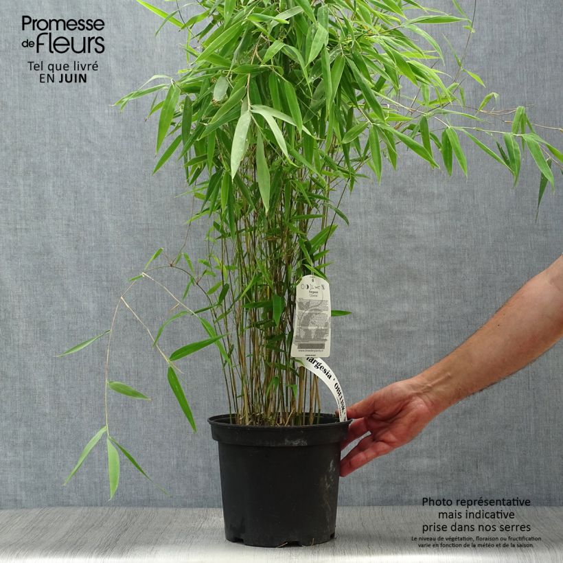 Fargesia nitida Obelisk - Non-running Bamboo 4L/5L pot sample as delivered in summer