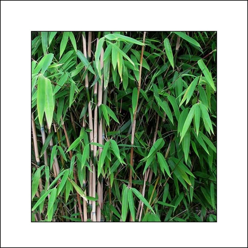 Fargesia nitida Obelisk - Non-running Bamboo (Foliage)