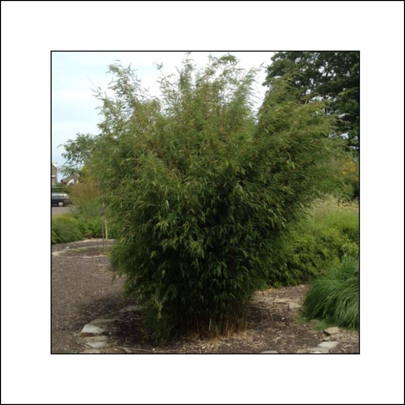 Fargesia nitida Obelisk - Non-running Bamboo (Plant habit)