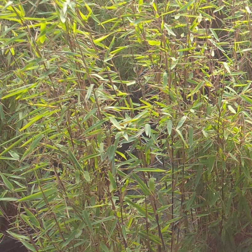 Fargesia nitida Volcano - Non-running Bamboo (Foliage)