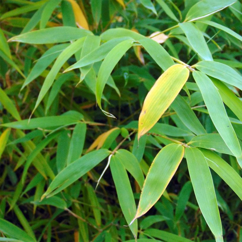 Fargesia robusta Campbell (Foliage)