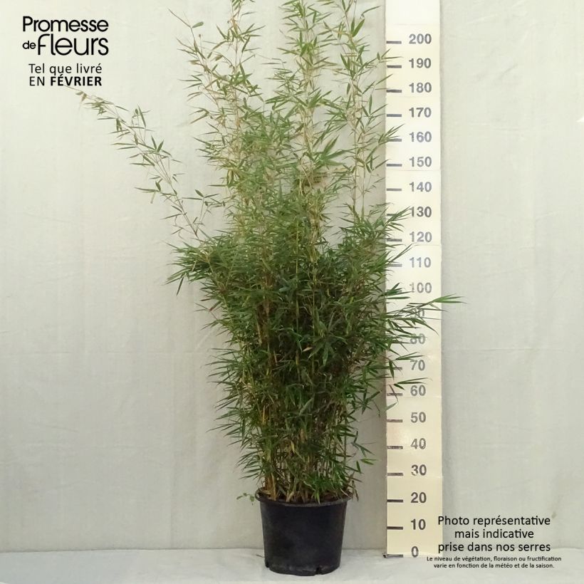 Fargesia robusta Formidable Pot de 4L/5L sample as delivered in autumn