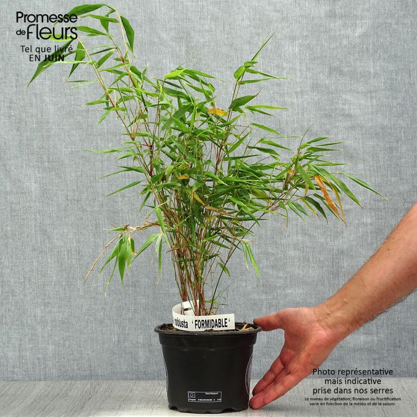 Fargesia robusta Formidable 1.5L/2L pot sample as delivered in summer