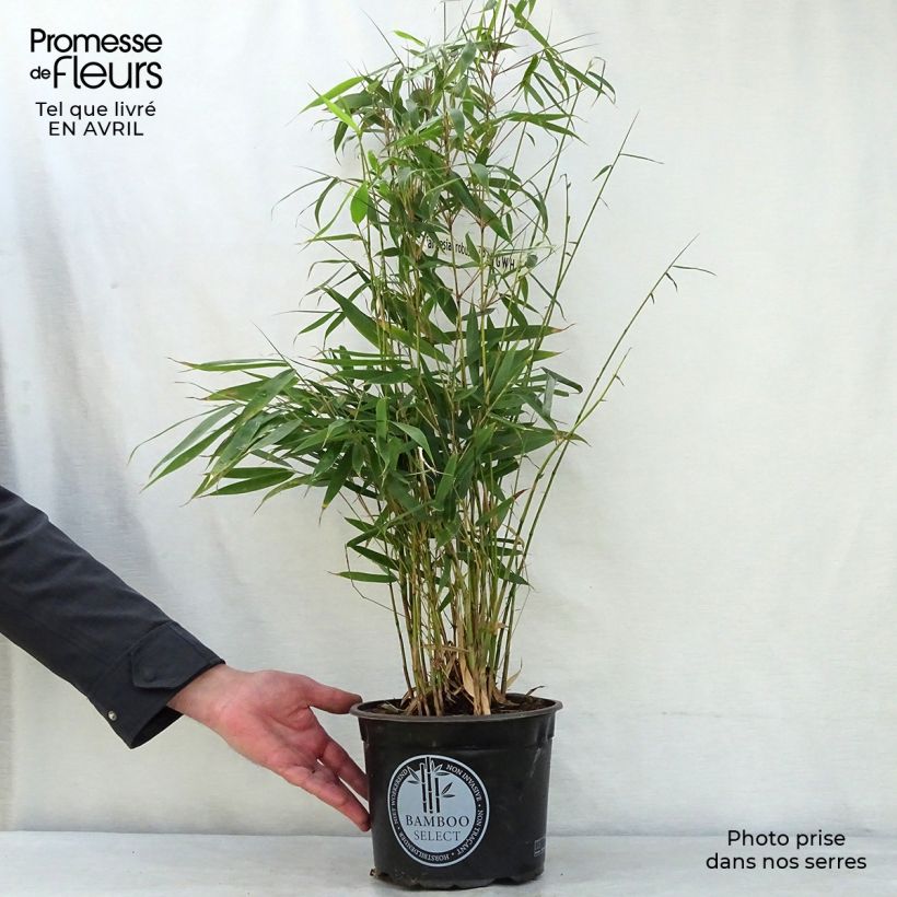 Fargesia robusta Pingwu - Non-running bamboo 4L/5L potShipped height around 60/80cm sample as delivered in spring