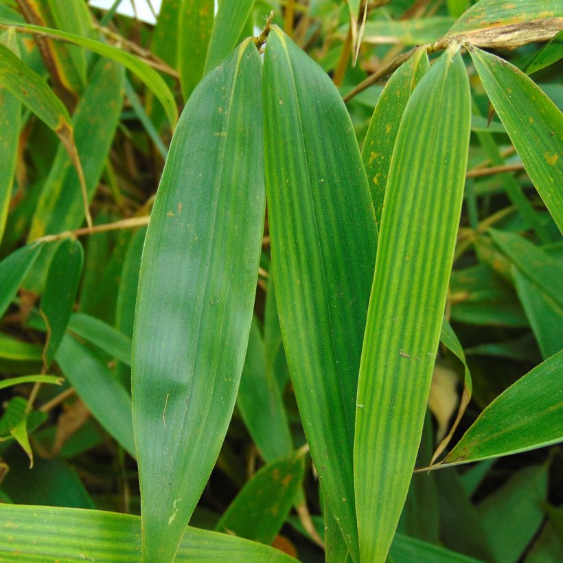 Fargesia robusta Pingwu - Non-running bamboo (Foliage)