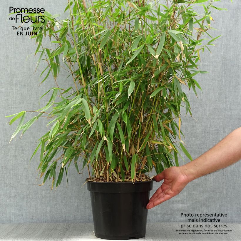 Fargesia robusta Pingwu - Non-running bamboo 7.5L/10L pot sample as delivered in summer
