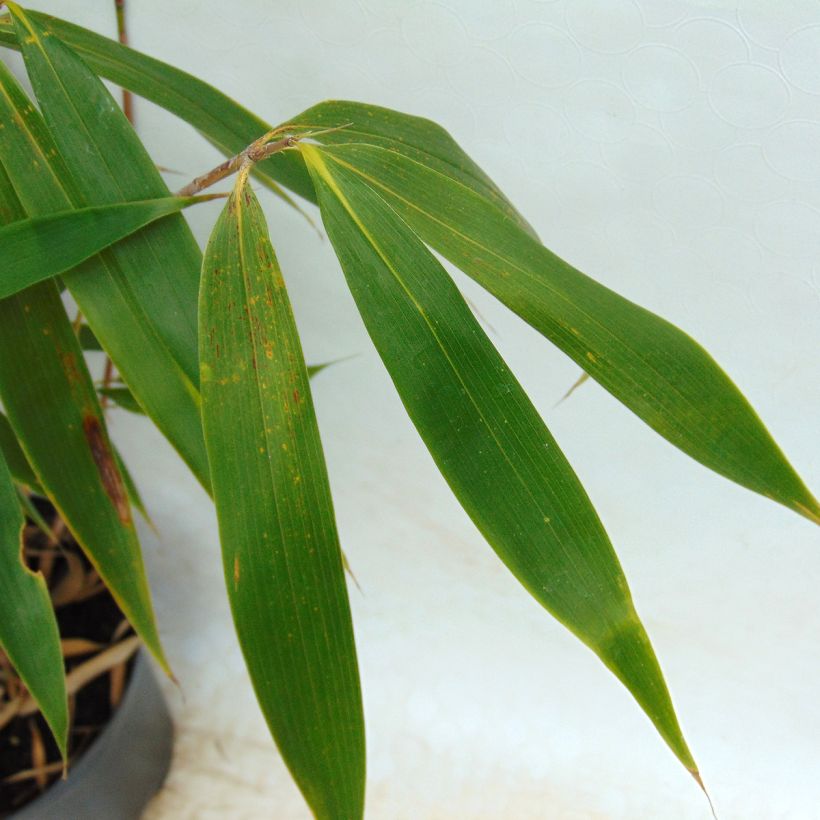 Fargesia robusta Wolong (Foliage)
