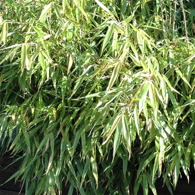 Fargesia rufa - Non-running Bamboo (Foliage)