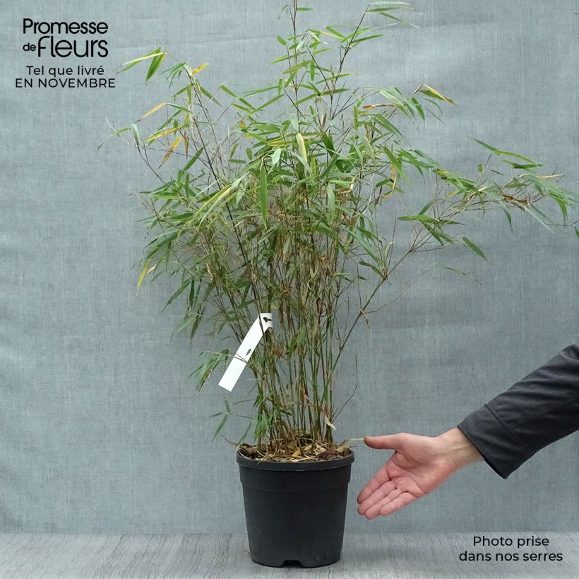 Fargesia scabrida Asian Wonder - Non-running Bamboo 4L/5L pot sample as delivered in autumn